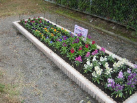 横長の花壇に白や赤、ピンクなどのカラフルな色の花が植えてある写真