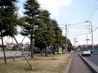広い道路と狭い道路の間にある細長い園内には芝生の上に大きな樹木が一列に並んで植えてある、緑ケ丘1丁目芝公園の写真