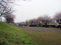 川沿いに造られた園内右側に土手があり、土手の上や右側に並んでいる樹木にピンク色や白色の花が咲いている外河原公園の写真