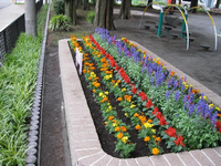 公園の黒色の柵の手前にある横長の花壇に、オレンジ色や黄色赤色などの色とりどりの花が咲いている写真