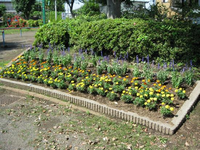 大きな木の前に植木がある手前に紫やオレンジ、黄色の花が咲いている花壇の写真