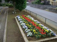 道路側のフェンスの手前にある紫や赤、黄色などの色とりどりの花が咲いている花壇の写真