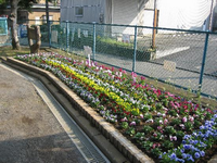公園を囲む柵の手前にある横長の花壇にピンク色や黄色、赤色などの色とりどりの花が咲いている写真