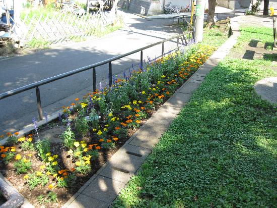 道路沿いの柵の手前に、オレンジや黄色、紫色の色とりどりの花が咲いている横長の花壇の写真