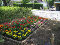 白色の柵の手前にある花壇に、黄色やピンク色、赤色などの色とりどりの花が咲いている写真