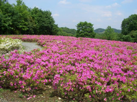 奥に山並みが見え、周囲も樹木で覆われている鮮やかなピンク色のつつじの花が一面に咲き誇っている写真