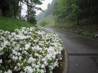 林を切り開いた道路沿いの斜面左側に、鮮やかな白色のつつじが咲き誇っている写真