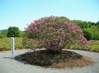 園内の砂利がひいてある一角の土が盛られた中央に、植樹されたピンク色のつつじが咲き誇っている写真