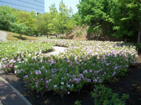 周囲に樹木が植えてある斜面沿いにピンクや白色のつつじが咲いている写真