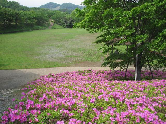 斜面沿いに樹木に覆われており、広大な芝生の広場の手前にピンク色のつつじが咲いている写真
