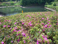 奥に樹木手前に黒色の柵で囲まれた遊水池の手前の斜面に濃いピンク色のつつじが咲いている写真