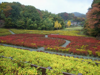 周囲の山が紅葉に染まっている時期の園内の散策路沿いに、赤色と黄色のつつじが咲いている写真