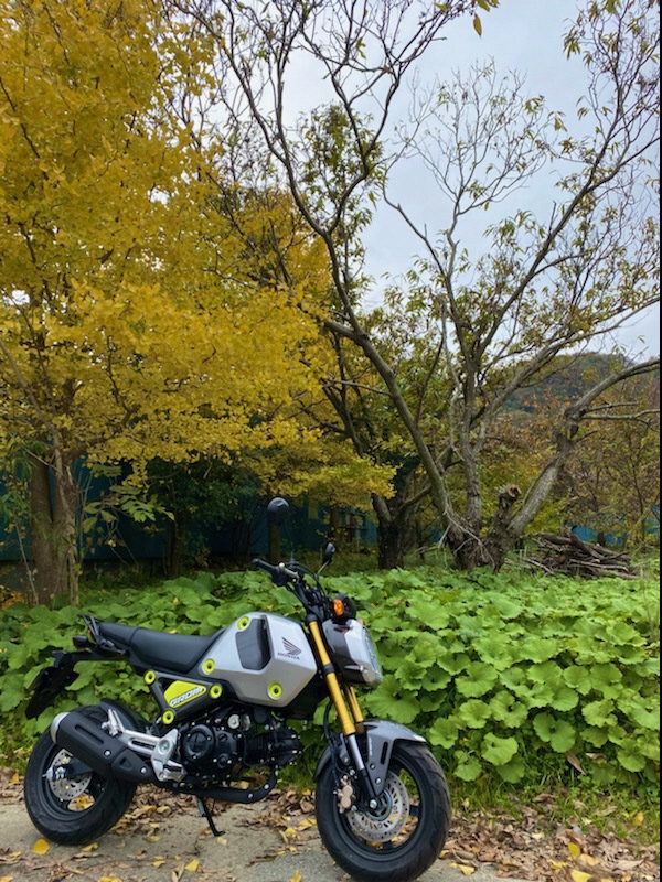 飯山にて撮影された新型グロムと黄色くなったイチョウ