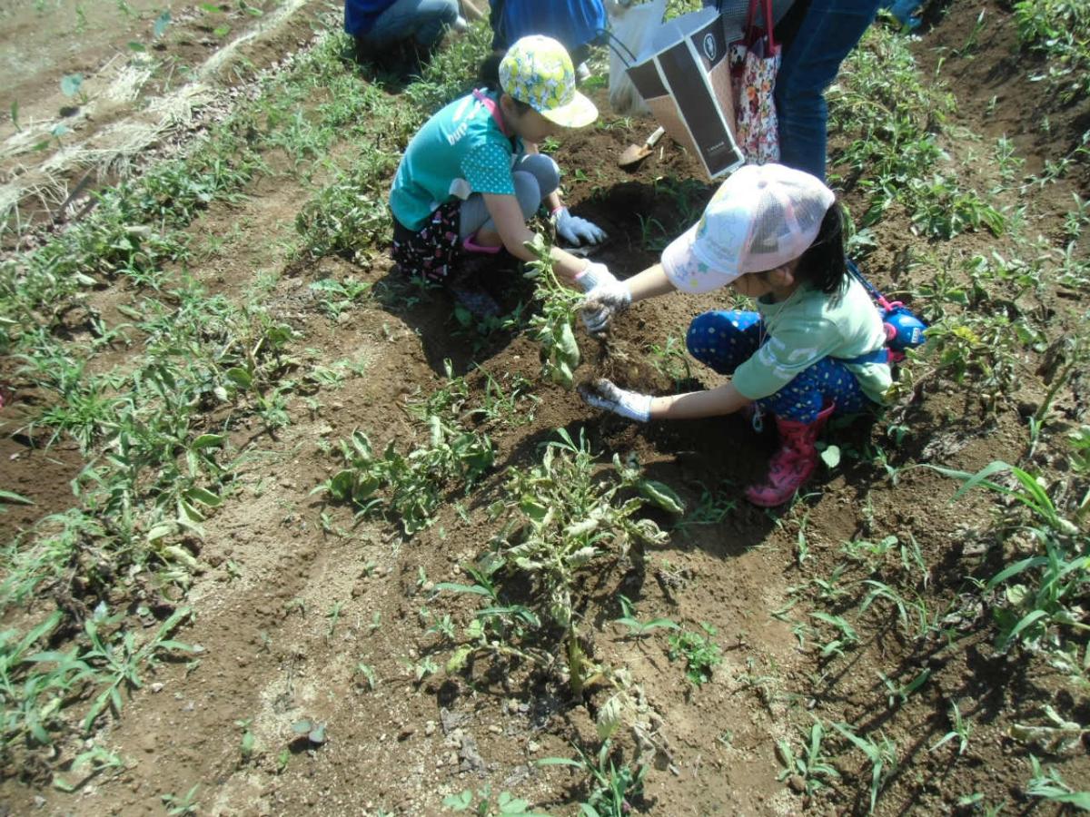 農園で収穫体験をする子どもの写真