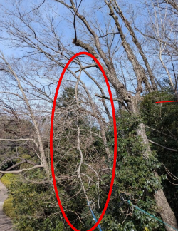 折れ枝