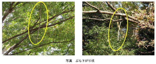 ぶら下がり枝（かかり枝）