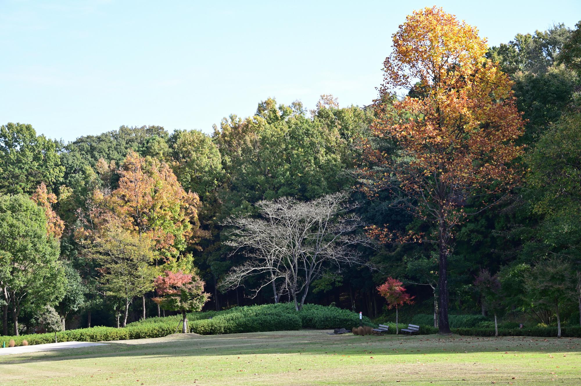 つつじの丘公園のまばらに紅葉しはじめている木々