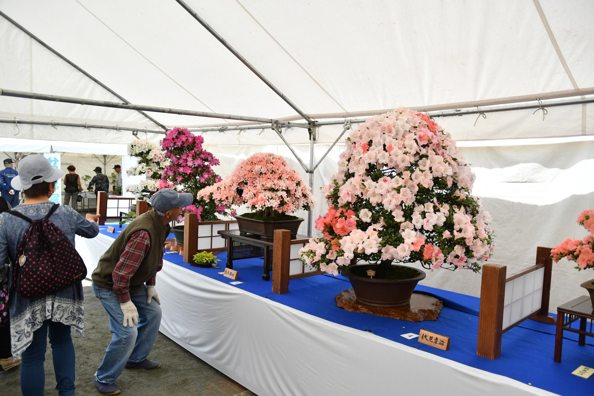 緑のまつり会場で開催された皐月盆栽の展示会