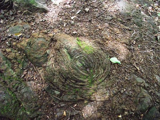 地表に見えている石の表面が玉ねぎの断面のような模様をしたタマネギ石の写真