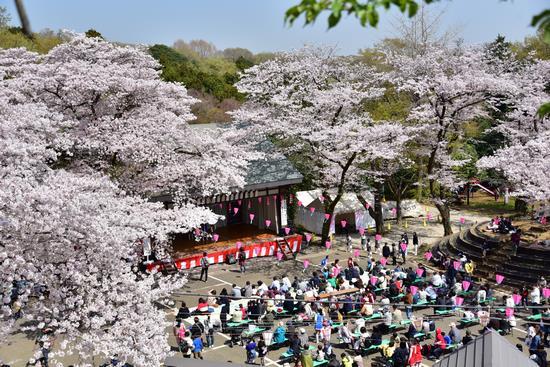 桜が満開になっている飯山白山森林公園で行われているあつぎ飯山桜まつりの写真