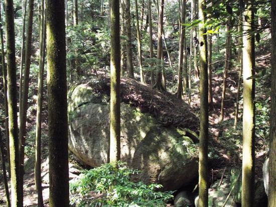 横たわった大きな岩から生えている木の写真