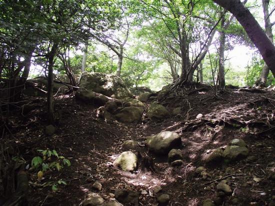木々がたくさん生えていて舗装がされていないハイキングコースの写真