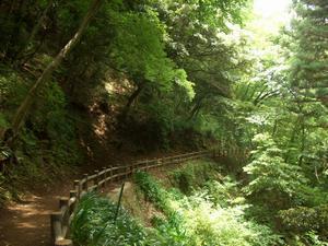 山沿いに生えている樹木が斜めになっている下に造られたハイキングコースの写真