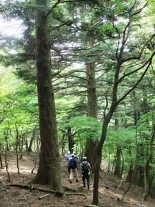 木々が生い茂っている森林の中を、4名の参加者がトレッキングしている様子の写真
