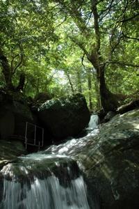 樹木が生い茂っている緑豊かな森の中の大きな石と木の間から水が溢れている写真