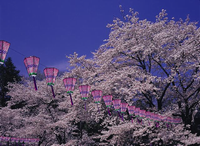 満開の夜桜の写真
