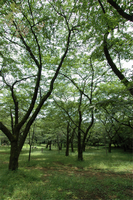 公園内の新緑の樹木の間から光が差し込んでいる写真