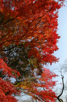 赤く紅葉したモミジのアップ写真