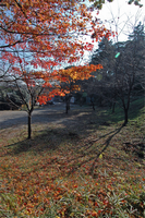 公園内の紅葉しているモミジの葉が少なくなり、木の下にモミジの葉が散っている写真