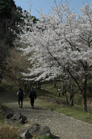 2人が歩く小道と、その脇にある白い花が咲いたシャクナゲの木の写真