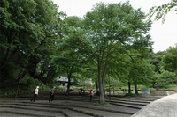 奥には葉が茂った木が並んでおり手前の石でできた階段を人々が登っている写真