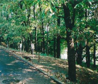 緑豊かな木々の隣に道路がのびている恩曽恩名特別緑地保全地区の写真
