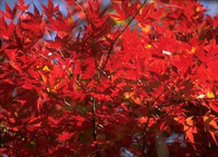 真っ赤な紅葉の木の写真
