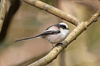 市の鳥「エナガ」