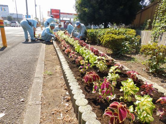 作業着を着た環境みどり公社の方々が歩道の植樹帯に赤っぽい花とレモン色の花を交互に植え、手入れをしている写真
