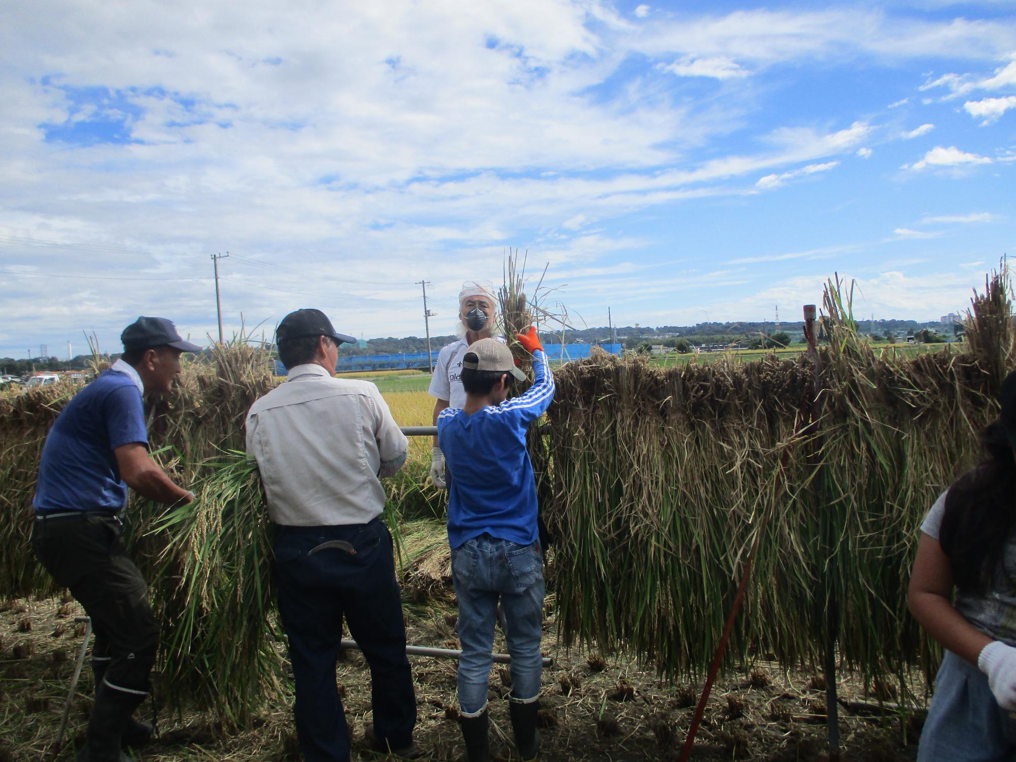 児童が畑でもち米を収穫