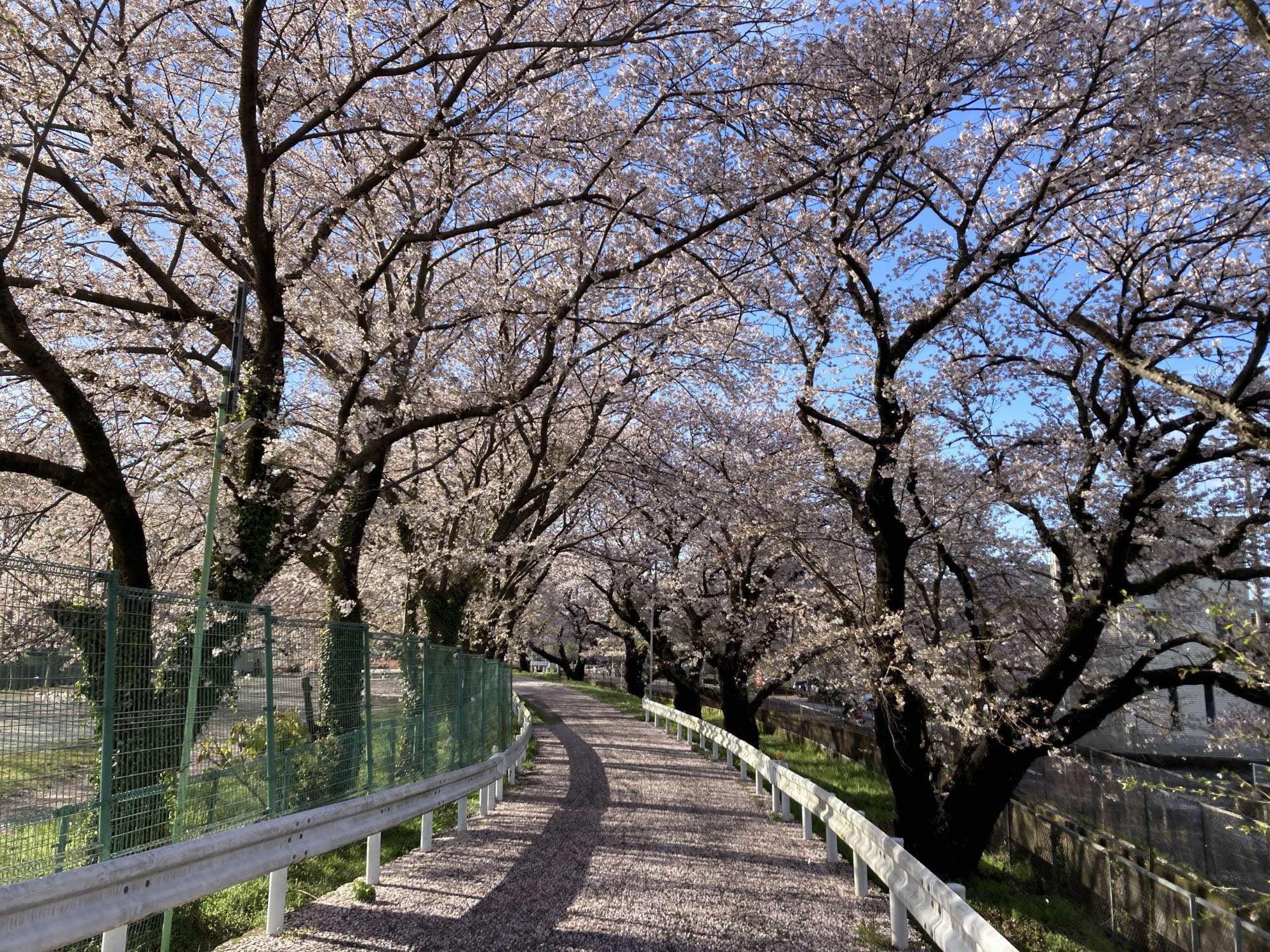 小鮎川付近の桜