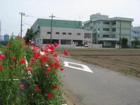 道路沿いに咲いている赤い花の奥に写っている愛甲公民館・地区市民センターの写真