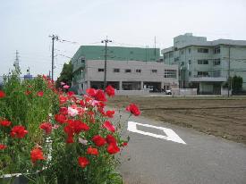 道路沿いに咲いている赤い花の奥に写っている愛甲公民館の写真