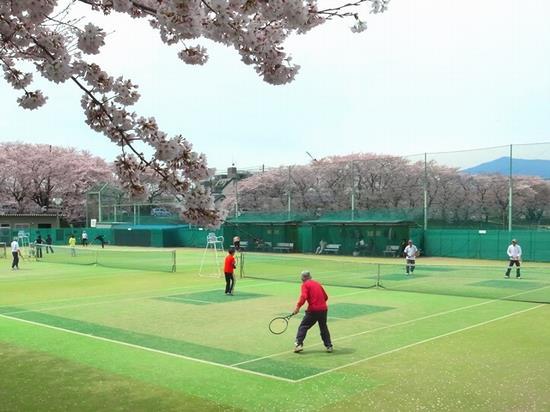 テニスコートの周りに桜が満開に咲いているおり、テニスコートで人々がテニスをして楽しんでいる様子の写真