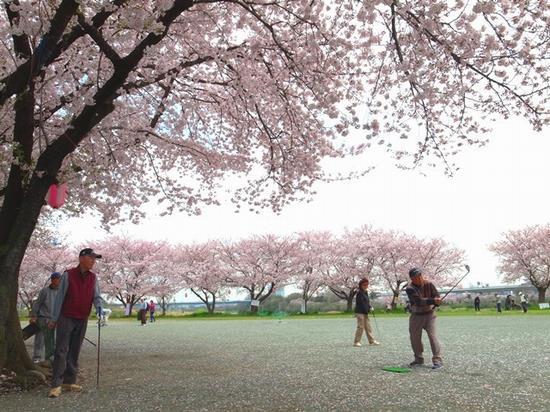 満開の桜が咲いている厚木青少年広場でターゲットバードゴルフを楽しむ人々の写真