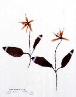 花びらよりも茶色い葉っぱの方が大きい、ユリ科カタクリの写真