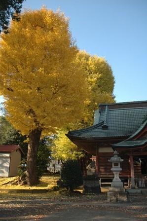 金色に色づいた荻野神社のイチョウの木の写真