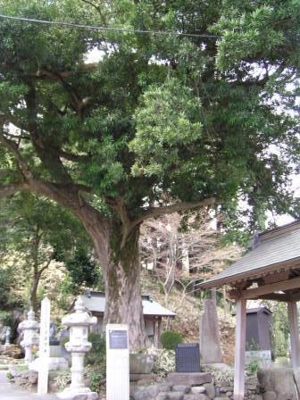 長谷寺のイヌマキの木の写真