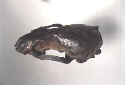 複製されたカワウソの頭骨の写真