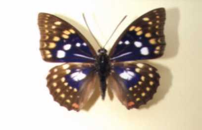 黒褐色のはねで、白色や黄色の斑紋が散らばっているオオムラサキの写真
